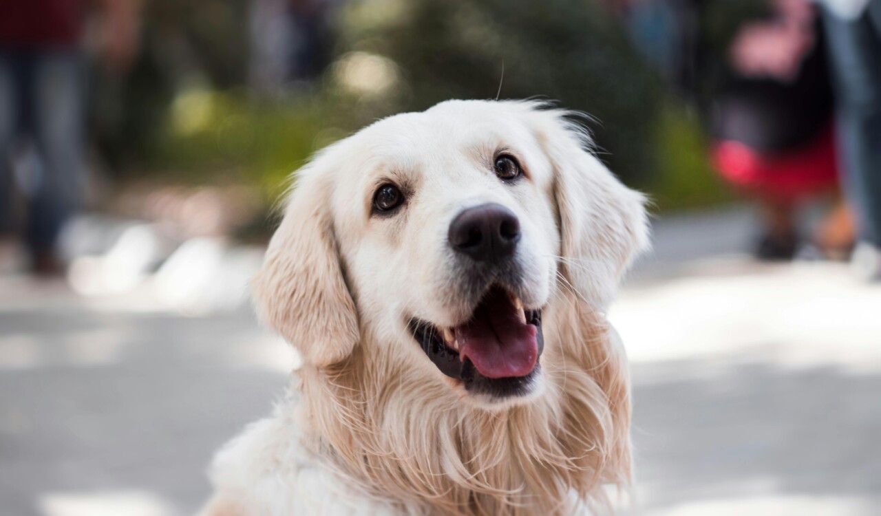 Trupanion Pet Insurance: Compare Plans & Prices - Verified by FangWallet