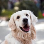 Trupanion Pet Insurance: Compare Plans & Prices - Verified by FangWallet