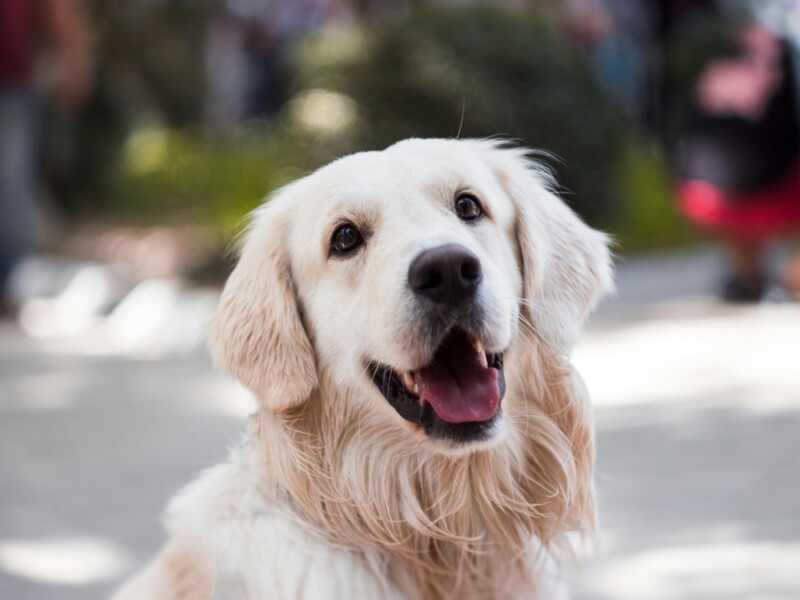 Trupanion Pet Insurance: Compare Plans & Prices - Verified by FangWallet