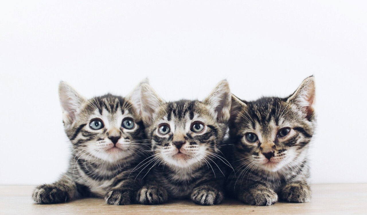 how much are shots for kittens