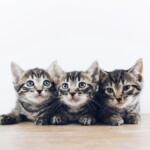 how much are shots for kittens