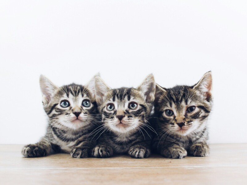 how much are shots for kittens